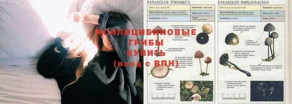хмурый Абаза